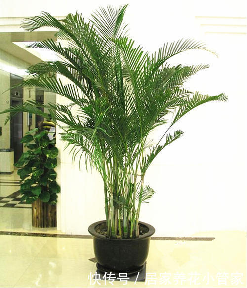 家里养花有讲究，这3种花不能乱养