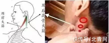 高骨|记住“2条筋”，至少可调37种疾病