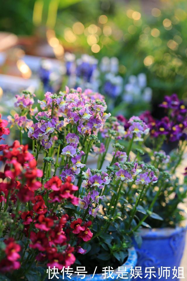 阳台新宠龙面花，花量超大颜色多，四季都开不停！