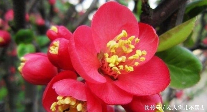 松红梅|4种花是花中劳模,一年四季开花不断,养家里1盆,开花富贵
