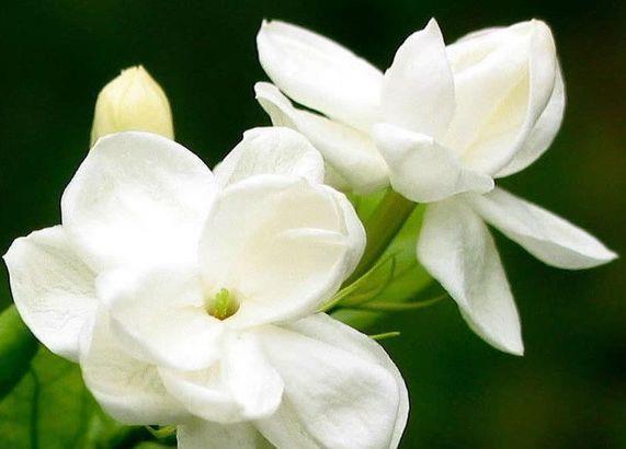 5种花适合养在客厅，花朵大颜色艳，一年四季开花不断