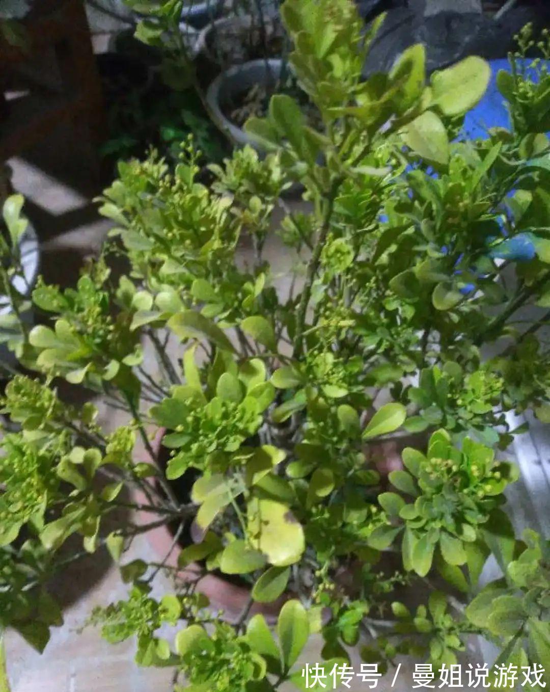 米兰这么养,疯狂冒新叶,开花香又多