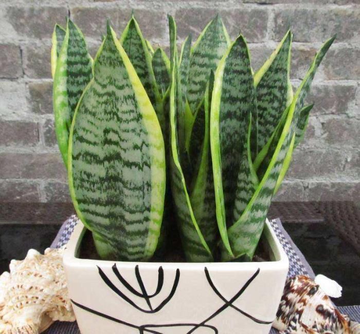 卫生间放这3种“花”,耐阴除臭还杀菌,轻松告别厕所异味