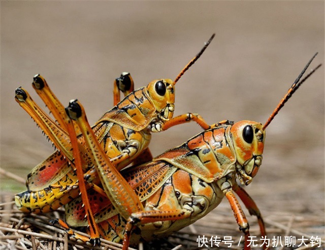 抓起|为消灭蝗灾，皇帝抓起一只蝗虫往嘴里塞：你们吃庄稼，不如吃我