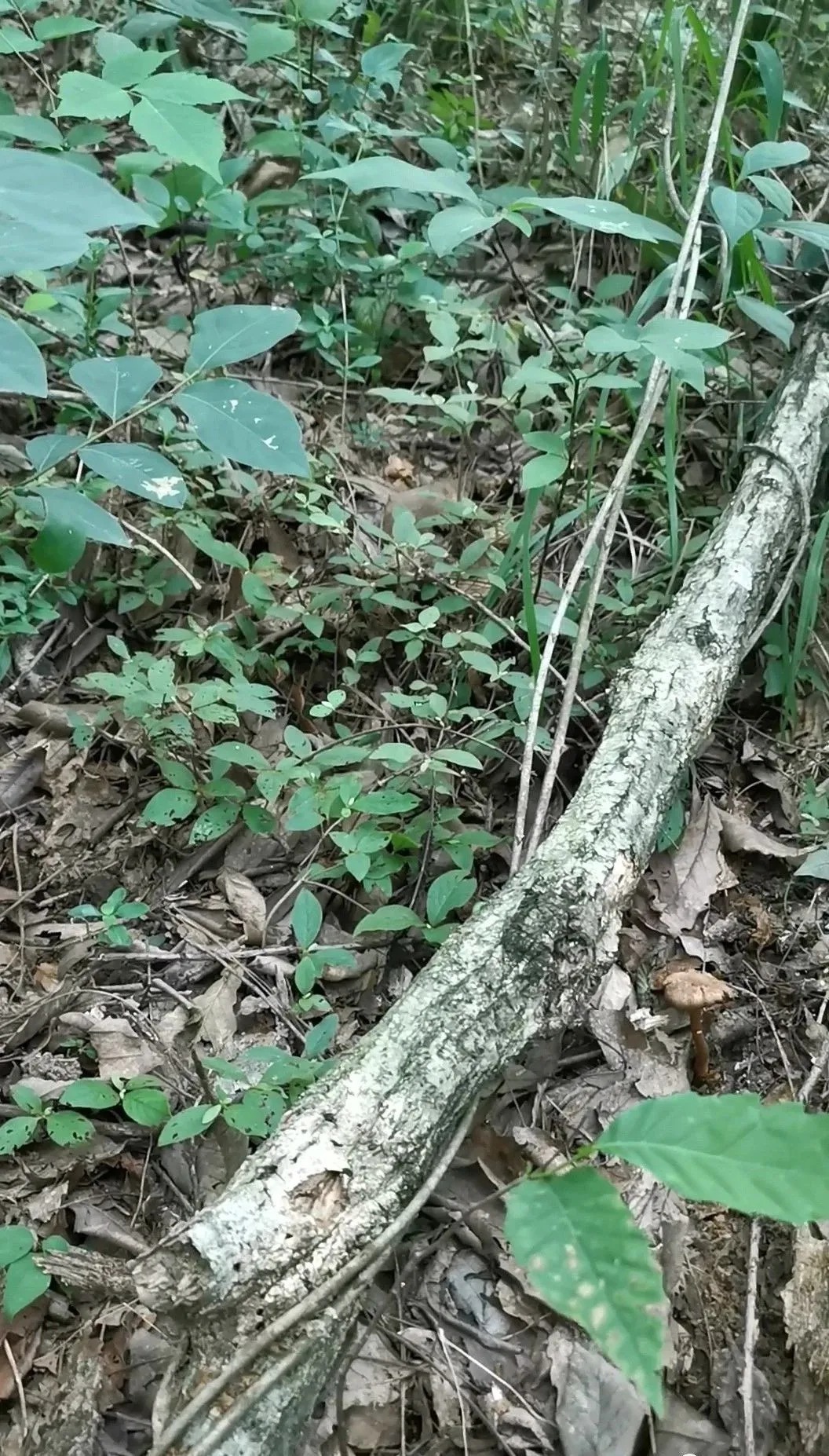 松树皮|比松树皮更好的兰花植料，生根快、发芽壮，更适合兰菌滋生