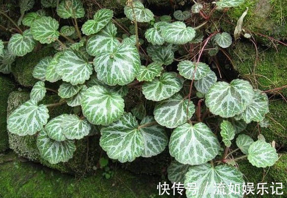 止咳|农村这种野草,止咳效果非常的好,你要是看到了可以带回家哟