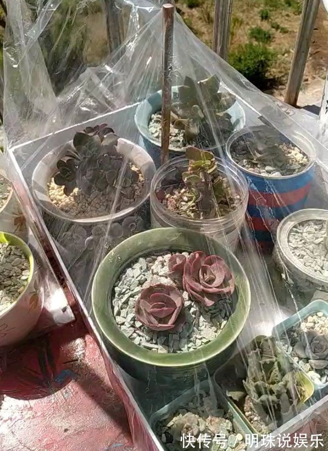 花花|被当成垃圾的塑料袋,其实是个“宝”,用来养花效果好