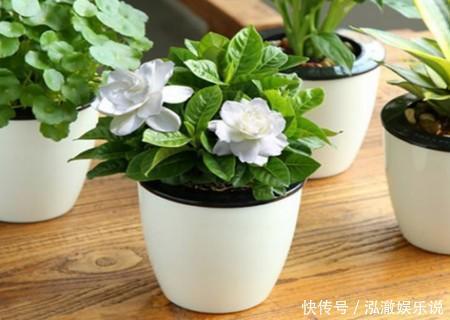 花盆|家里有这3种花,看到这几种“迹象”,别浇水了,先换盆才能养活