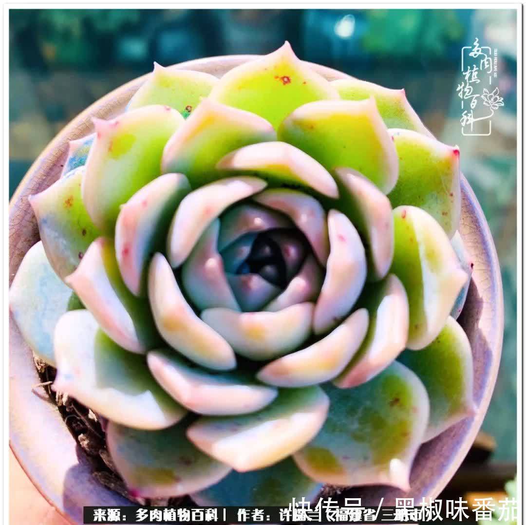 尖尖|养多肉两年,美丽与赏心悦目并存!