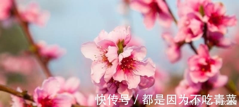 白居易|元稹的《桃花》和《菊花》,写得无比凄美,同时也很是悲伤!