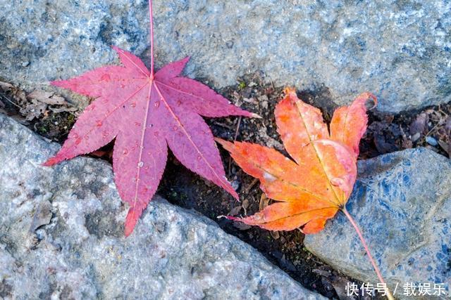 男孩手里的落叶,如一首生命之歌,孤独而平静,最后走入永恆之境