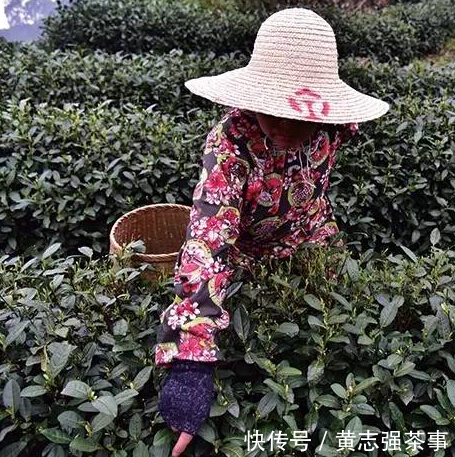 采摘!头采茶vs头春茶