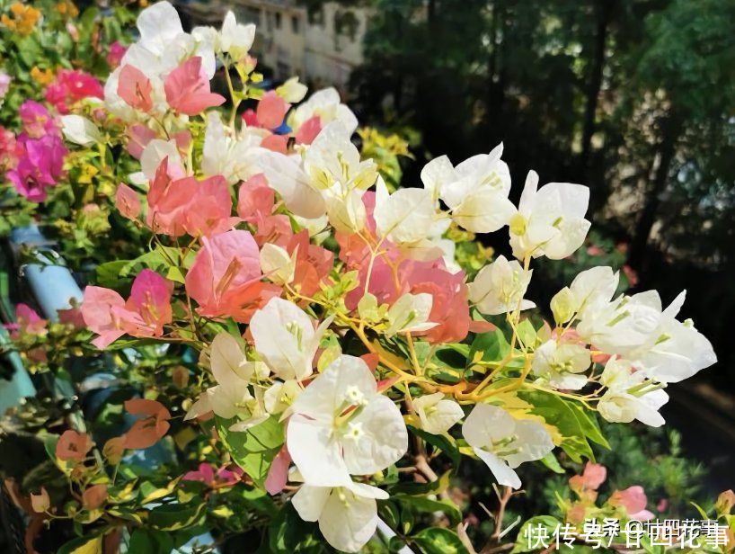 三角梅开花少？除了控水，还有3个“关键”，掌握好满枝都是花