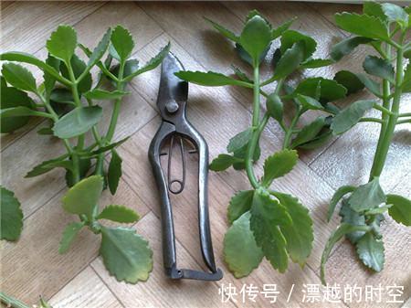 冬天养上“2种花”,天气冷,开花反而越多,花期100多天!