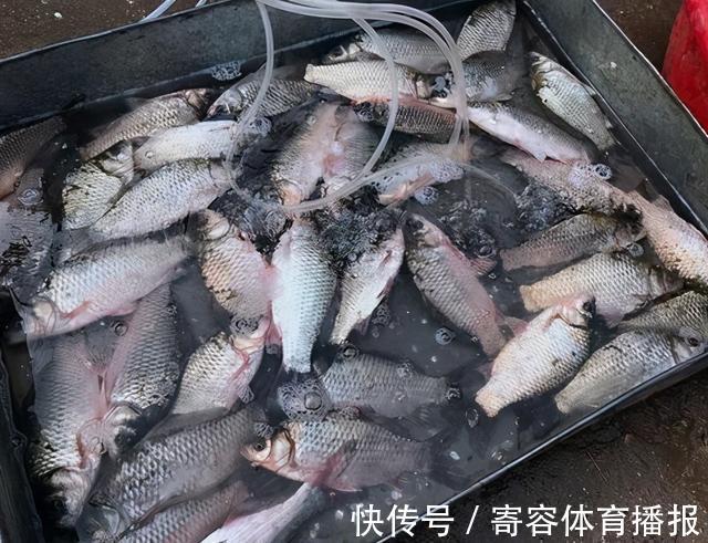 寄生虫|市面上“寄生虫”最多的3种鱼,聪明人从不买,不懂的人经常买