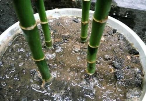 天冷水培富贵竹怕结冰、怕冻伤根部，就抓紧时间上盆土培吧！