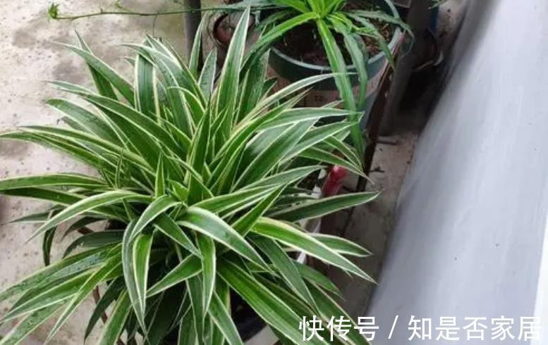 盆栽|养花小技巧:学会这5招,轻松解决盆栽虫害问题