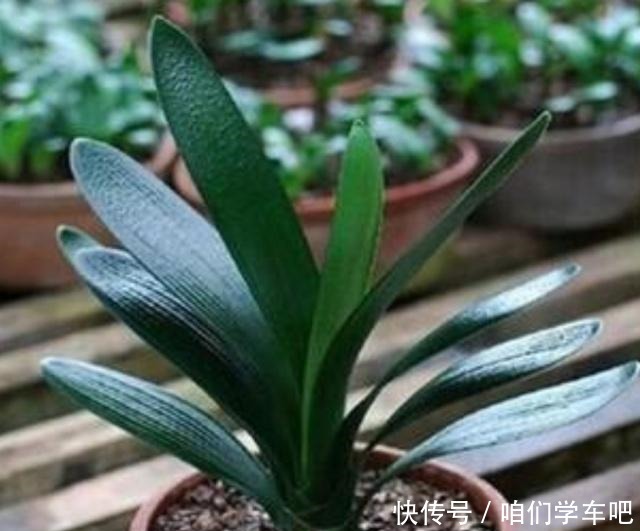 这些食物,每个月给君子兰“喂”一点,叶片绿,根系壮!