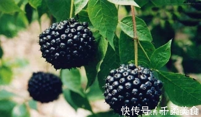 农村|农村的“刺拐棒”赛人参,肝不好失眠多梦用它泡水,一觉睡到天亮