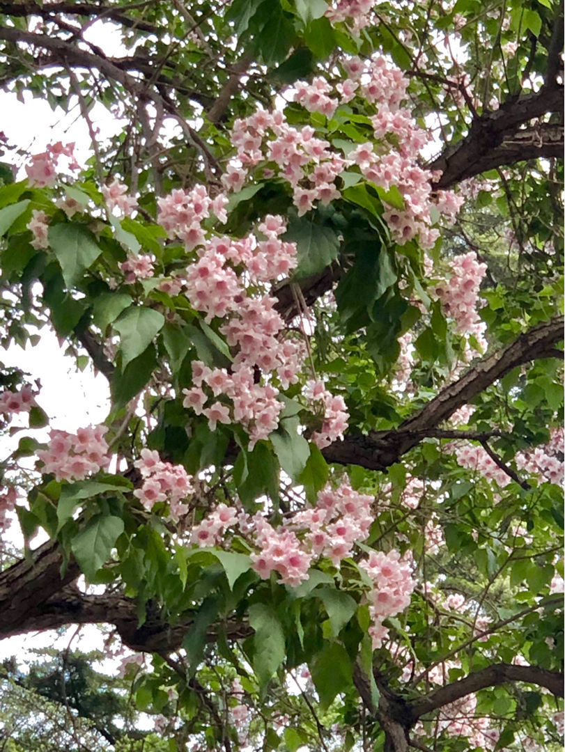 “吉树入吉宅,富贵自然来”,家里的6种树类盆栽,好看又吉祥