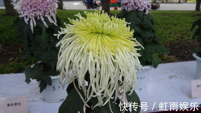 喜欢菊花,不如养盆新陶然醉,像极狮子头,玲珑剔透,真美啊!