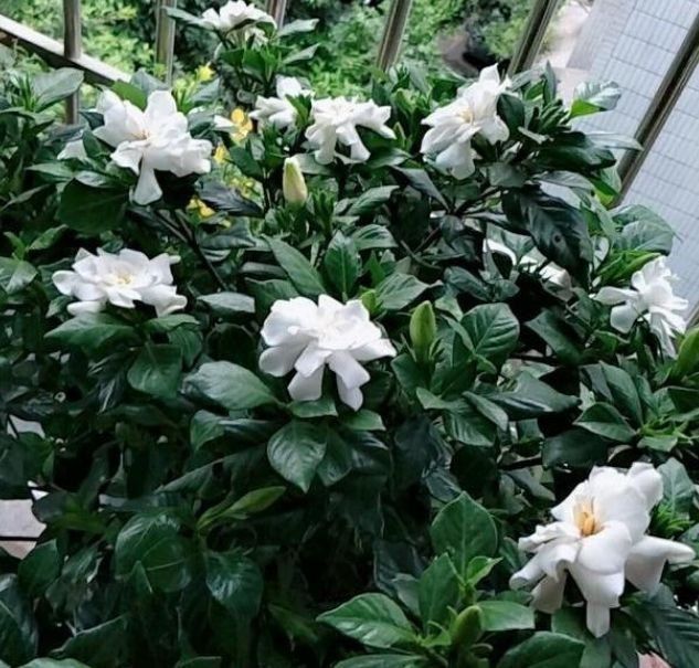 养殖这几款植物,高颜值又容易养活,花期一到家变温馨小花园