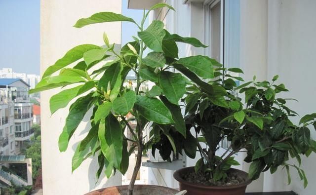 这花比茉莉还好闻,家里养一盆,花一开就是大半年