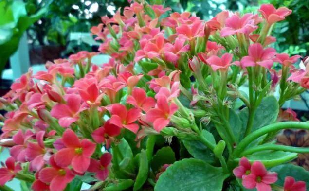 花开花|11月养长寿花很关键,做好4点,开花早而且又多又鲜艳