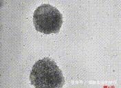 真技术活!在没有空气和水的太空如何种粮种草!