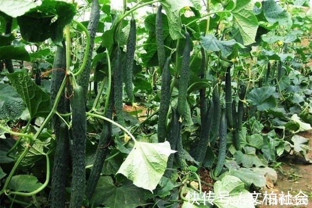 酒精|长期喝酒的人,“多喝3水,少做3事”,或许肝要感谢你