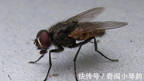 13条奇葩冷知识，有趣又好玩，满足自己的猎奇心理