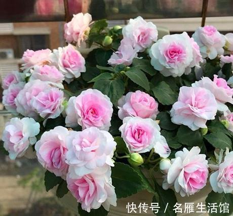6种“漂亮花”，农村特别多，种一棵就开成花海，秋天赶快种起来