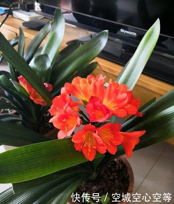 肥料|君子兰依赖“2种水”,半月浇一次,叶片四季肥厚,开花多不夹箭