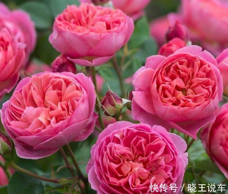 几种植物养在家里,花朵粉嫩丰腴,绚丽夺目,轻松开出一片花海