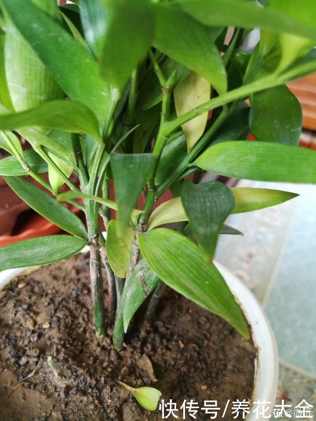 门前不栽竹,门后不留树,老祖宗传下来的养花谚语,特别准