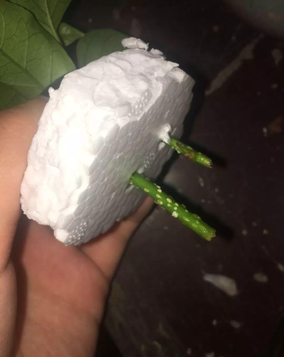 冬天扦插,用了这3种神器,成活率100%