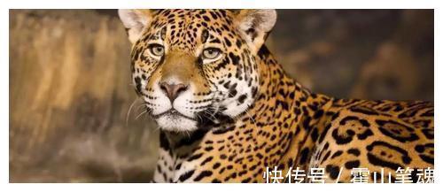 武学$林冲与武松的差距，就像豹子与老虎，不是一个体量和等级的武将！