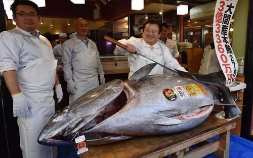 从 贱鱼 到东京筑地市场的抢手货 蓝鳍金枪鱼的日本逆袭之路 快资讯