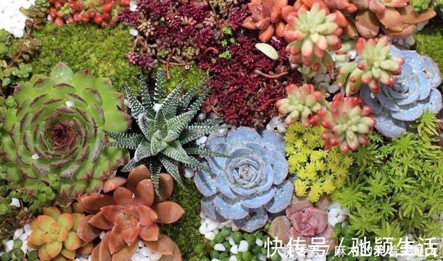 多肉|四种“零差评”多肉推荐，颜值不比桃蛋低，还容易成老桩！