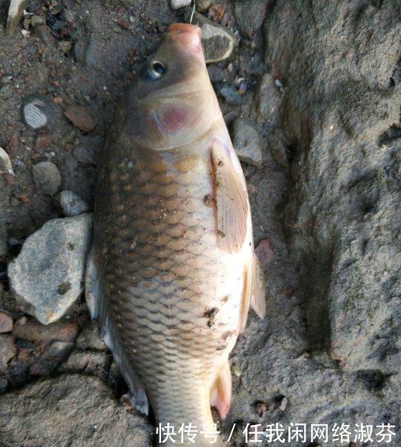 广东钓友,珠江钓起许多“彩鲤”,这是珠江里特有的极品鲤鱼