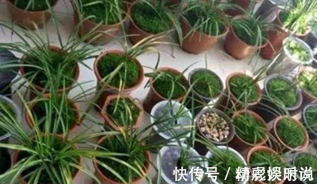 浇灌|胡大妈养“兰花”,用一种令人厌恶的“营养液”,1盆养成20盆