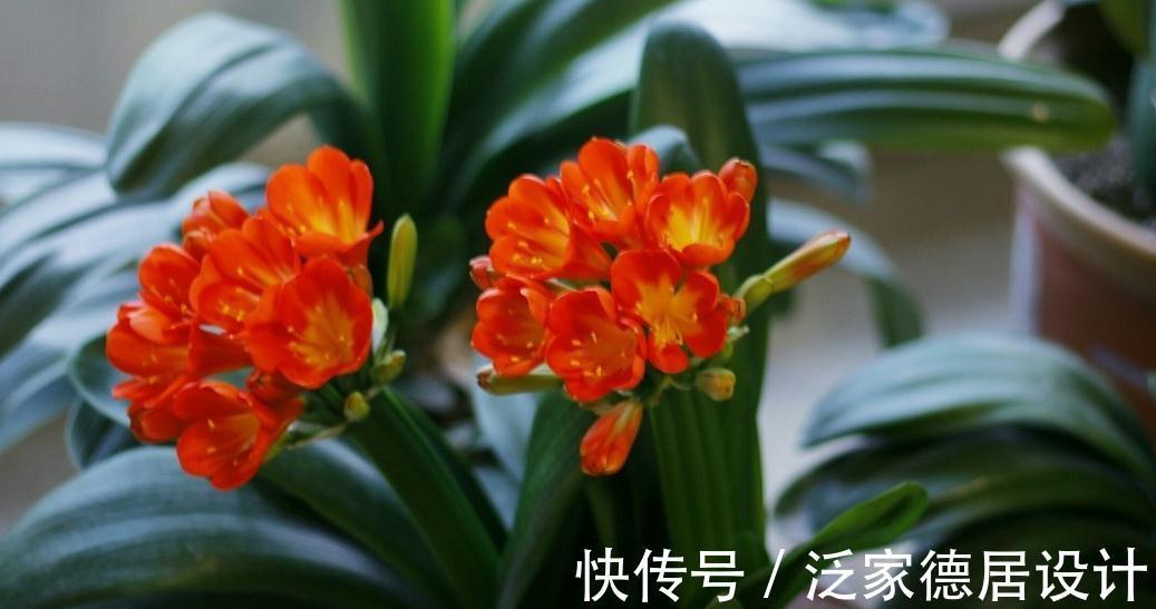 君子兰一叶苗难养活,做好四点,顺利度过幼苗期,步入生长快车道