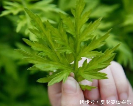 艾条灸|艾草不仅对女性经期有好处，治疗腰间盘突出也有帮助，不妨了解下