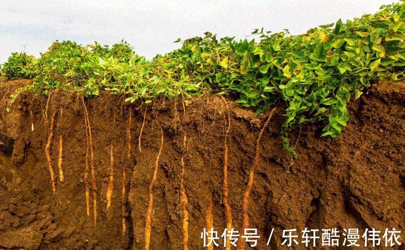 淀粉酶|买山药别只看价格,“2种”山药不要碰,不好吃还浪费钱