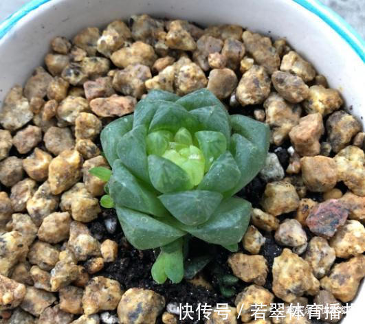 植株|养1年的玉露群生，盆内显得太挤，狠心将其拆了，结果成玉露大户