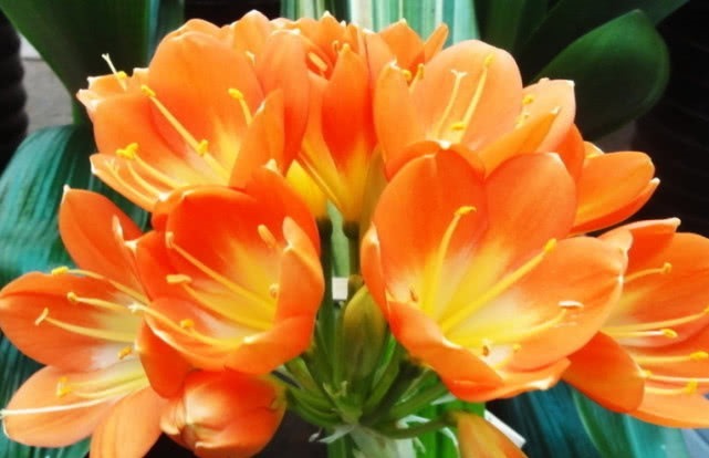 君子兰长得慢，开花小盆里扔点“它”，花朵大如拳，爆盆不是梦