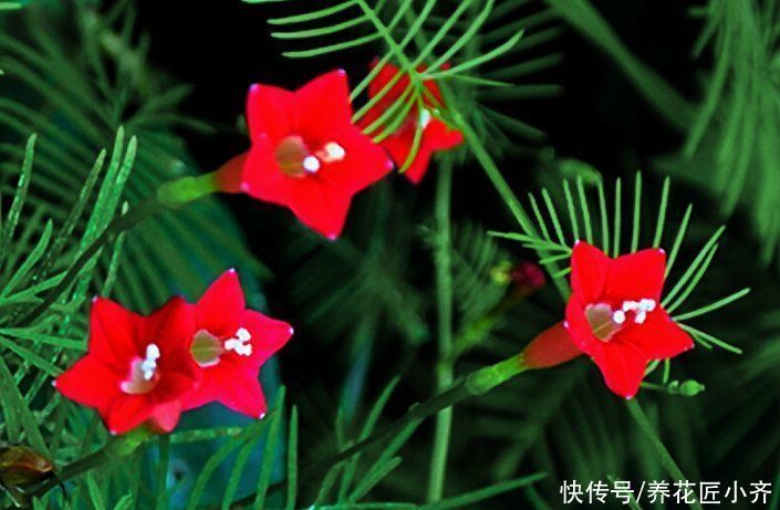 枝条|5种可以四季开花的植物,开花很美,花量很大,单朵花却只开一天