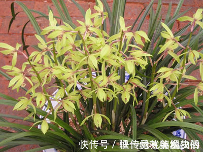 养好蕙兰“四要素”缺一不可,特别记住最后一点,买家没有卖家精