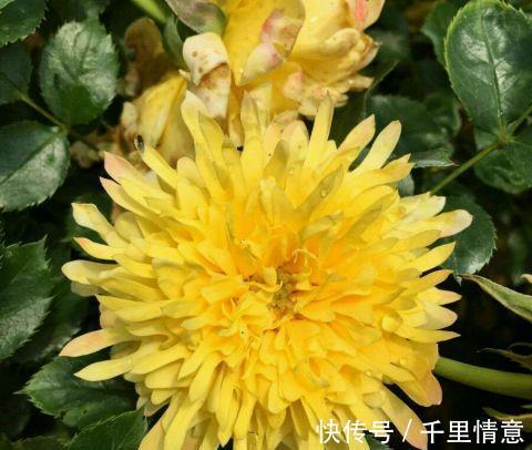 烟花|勤花耐高温的烟花波浪月季,花朵像菊花,越晒越红