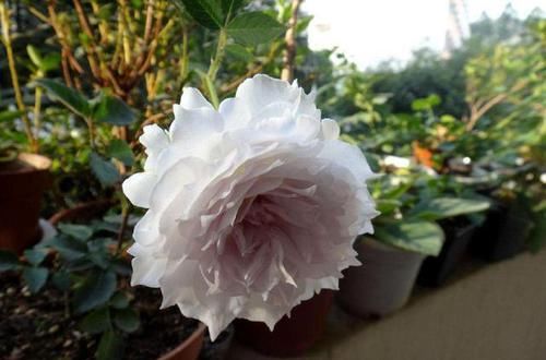  嫌多|20种月季花，美得让人窒息，家里放100盆都不嫌多！